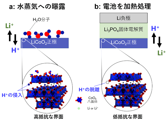 図2 界面におけるイオン移動の様子。下図は界面近傍の正極の様子。（a）LiCoO2正極の表面に水（H2O）分子が吸着すると、プロトン（H+）が正極内部へ拡散する（劣化した状態）。（b）正極の上に固体電解質と負極を接合させた電池構造の状態で加熱処理を行うと、侵入したプロトンが固体電解質中へ脱離し、正常な界面に回復する。