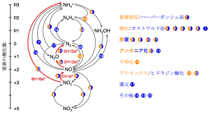 研究対象となる窒素化合物の反応ネットワーク