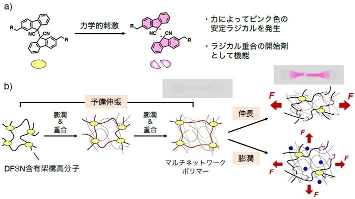 図1 (a) DFSNの化学構造と性質。 (b) DFSN高活性化プロセスの模式図。 
