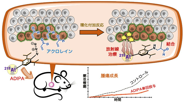 本研究で開発した放射性治療分子（ADIPA）の作用機序の概念図