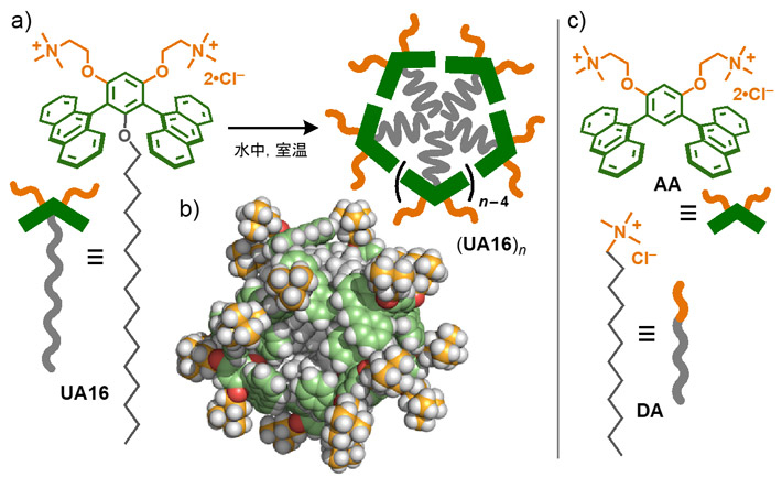 図2. a）傘型両親媒性分子UA16から形成するハイブリッドミセルとb）その計算構造、c）既報の湾曲型両親媒性分子AAとひも状両親媒性分子DA。