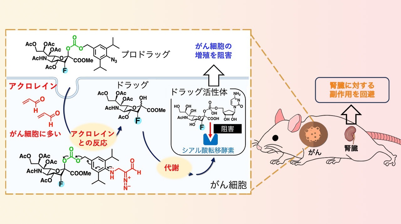 マウス体内でがんの糖鎖構造を合成化学的に変換