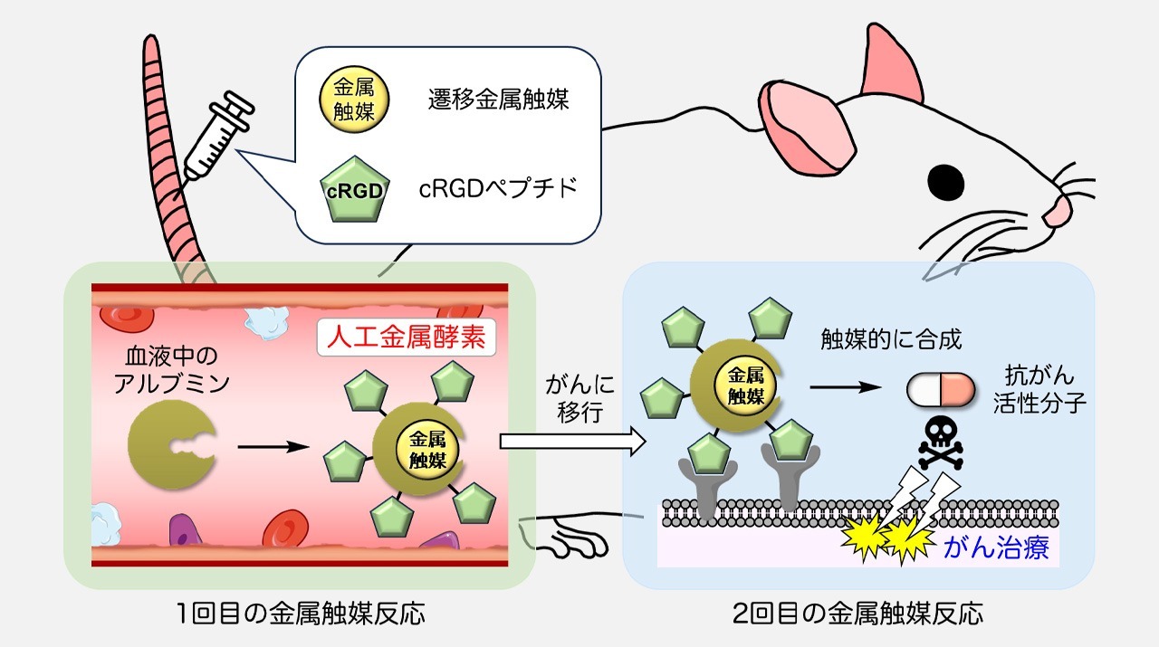 マウス体内の血液で触媒を作り、がんに運んで化学治療