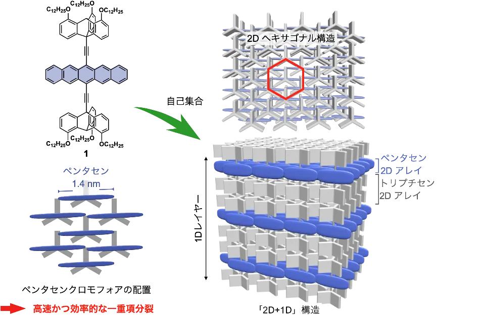 三脚型トリプチセン超分子足場を利用したペンタセンクロモフォアの二次元集積化