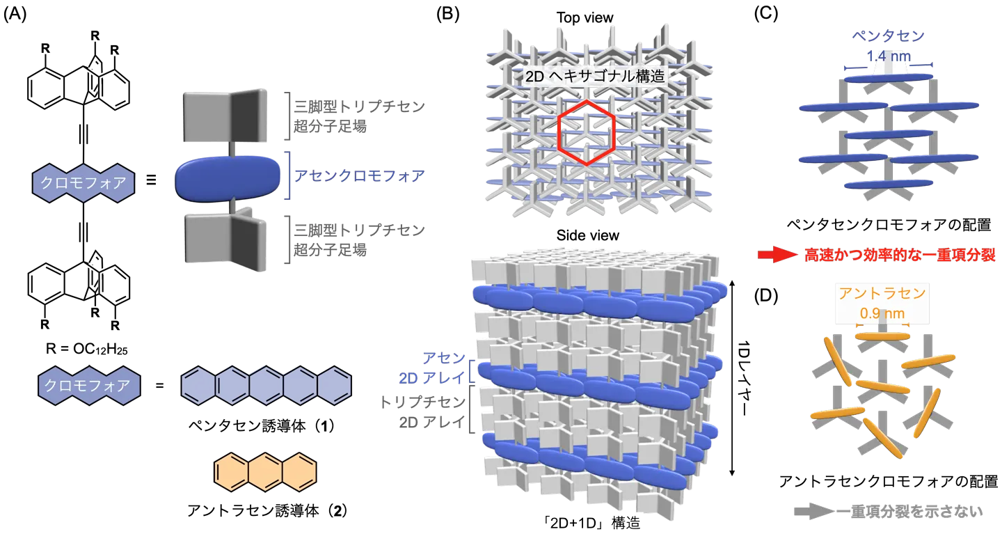 ペンタセンおよびアントラセン誘導体（1, 2）の（A）分子構造と（B）集合構造の模式図。（C）1および（D）2の集合構造におけるアセンクロモフォアの配置の模式図。