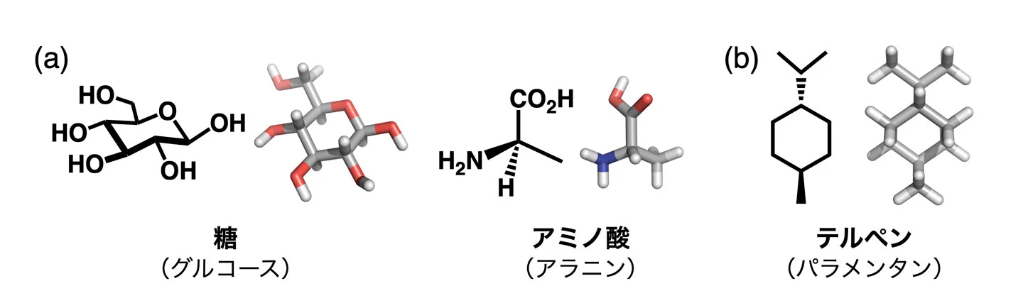 （a）生体系に由来するキラル分子と（b）本研究で注目したテルペン。