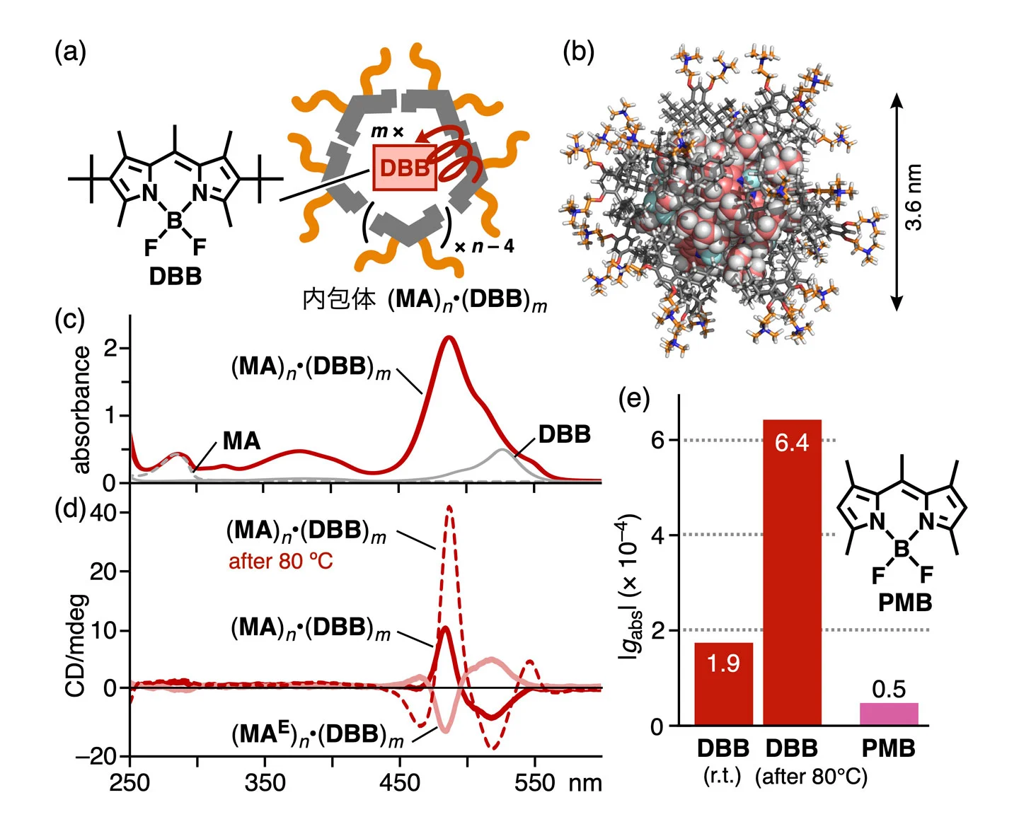 （a）嵩高い有機ホウ素色素の内包体(<b>MA</b>)<sub><i>n</i></sub>•(<b>DBB</b>)<sub><i>m</i></sub>と（b）その計算構造((<b>MA</b>)<sub>14</sub>•(<b>DBB</b>)<sub>10</sub>)。（c）内包体(<b>MA</b>)<sub><i>n</i></sub>•(<b>DBB</b>)<sub><i>m</i></sub>のUV-visibleスペクトル（r.t., H<sub>2</sub>O）と（d）その加熱前後でのCDスペクトル。（e）各種内包体の<i>g</i><sub>abs</sub>値。
