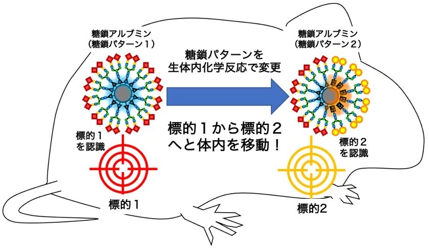 マウス体内での化学反応により糖鎖アルブミンが体内の臓器から異なる臓器へ移動