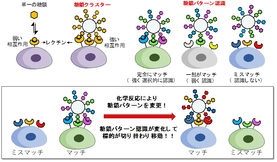 図1. 体内での糖鎖のパターン認識の切り替えを利用した体内分子移動、糖鎖とレクチンの相互作用は弱いが、糖鎖をクラスター化することで相互作用が増強される。複数種類の糖鎖を組み合わせた糖鎖パターンとして提示すると、複数種類のレクチンとの相互作用が全てマッチした場合にのみ強い相互作用が生まれる。これを利用して、もし糖鎖パターンを体内で変更することができれば、標的への認識が切り替わり、細胞から細胞、あるいは臓器から臓器へと移動させることが可能となる。 width=