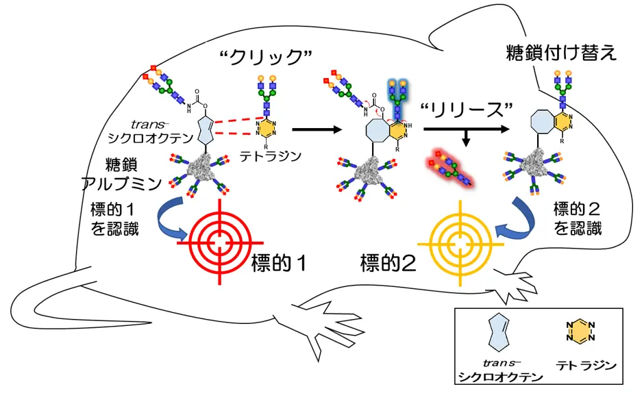 click-to-release反応を利用した糖鎖アルブミンの体内移動, 標的1（細胞や臓器）を認識する糖鎖アルブミン（標的1のパターン認識）に対して、click-to-release反応を進行させることで、新たな糖鎖の導入とともに古い糖鎖が切り離され、標的2を認識する糖鎖アルブミン（標的2のパターン認識）へと変更することができる。マウス体内でこの反応を実施すれば、標的1から標的2に糖鎖アルブミンを動かすことができる。