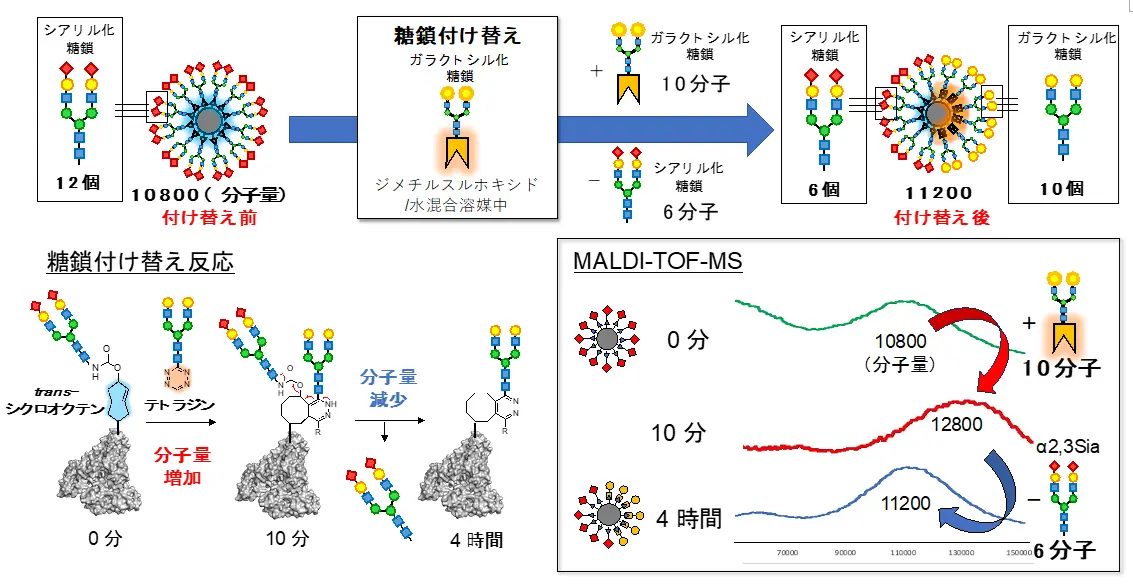 図3. 質量分析法（MALDI-TOF-MS）によるclick-to-release反応の追跡。click-to-release反応を開始した後、10分後にはclick反応により10本のガラクトシル糖鎖が導入され、糖鎖アルブミンの分子量が12,800まで増加した。その後、4時間後にはrelease反応により6本のシアリル化糖鎖が切り離され、11,200まで分子量が減少した（右下）。