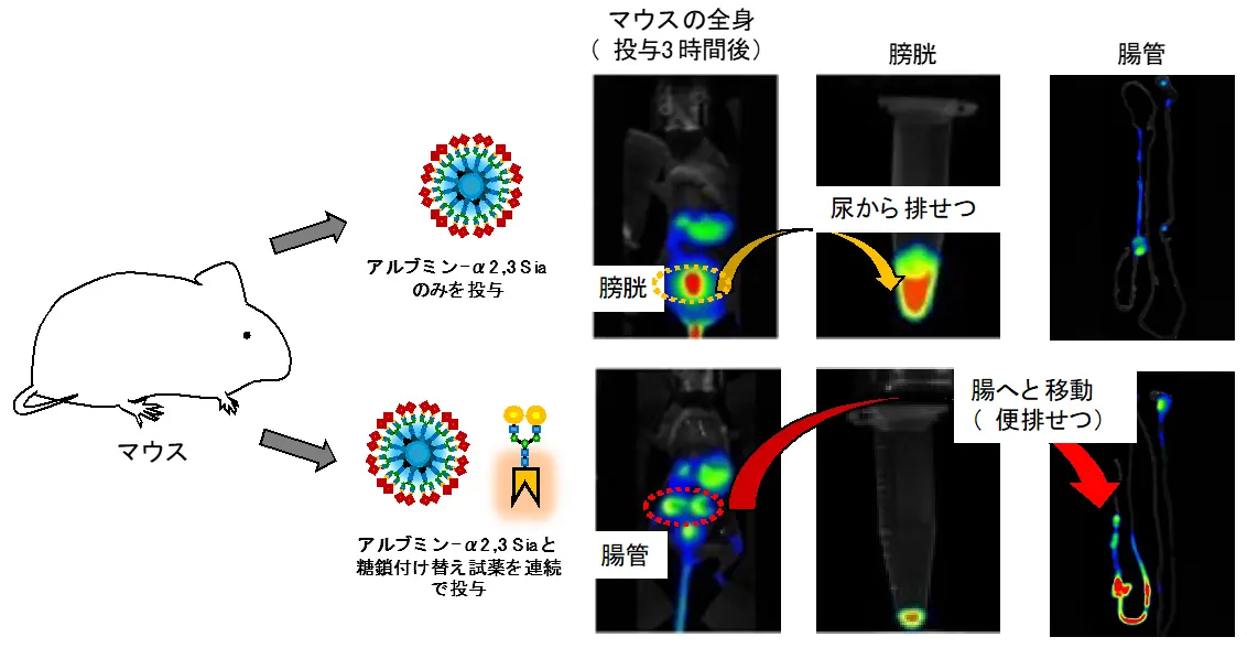 図4. マウス体内での糖鎖付け替え反応による排せつ経路の変更。上）マウスに対してシアリル化糖鎖（α2,3-Sia）を持つ糖鎖アルブミンを尾静脈投与すると、3時間後には糖鎖アルブミンが膀胱を経て尿から排せつされた。下）マウスに対してシアリル化糖鎖（α2,3-Sia）を持つ糖鎖アルブミン、ならびにガラクトース糖鎖に付け替える反応試薬を尾静脈から連続投与すると、3時間後には糖鎖アルブミンが腸から便として排せつされた。