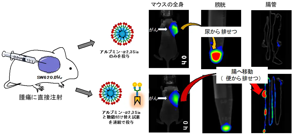 図5. マウス腫瘍組織内での糖鎖付け替え反応によるがんから腸管への分子移動。上）マウスの腫瘍部位に対してシアリル化糖鎖（α2,3-Sia）を持つ糖鎖アルブミンを投与すると、まず糖鎖アルブミンは腫瘍内にとどまる。その後、5時間後にゆっくりと尿から排せつされた。下）マウスの腫瘍部位に対してシアリル化糖鎖（α2,3-Sia）を持つ糖鎖アルブミン、ならびにガラクトース糖鎖に付け替える反応試薬を連続投与すると、糖鎖アルブミンががんから腸へと移動し、便から排せつされた。