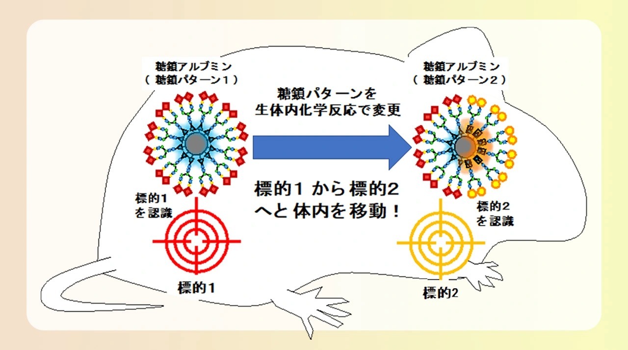 臓器から臓器へと体内を自在に動く分子