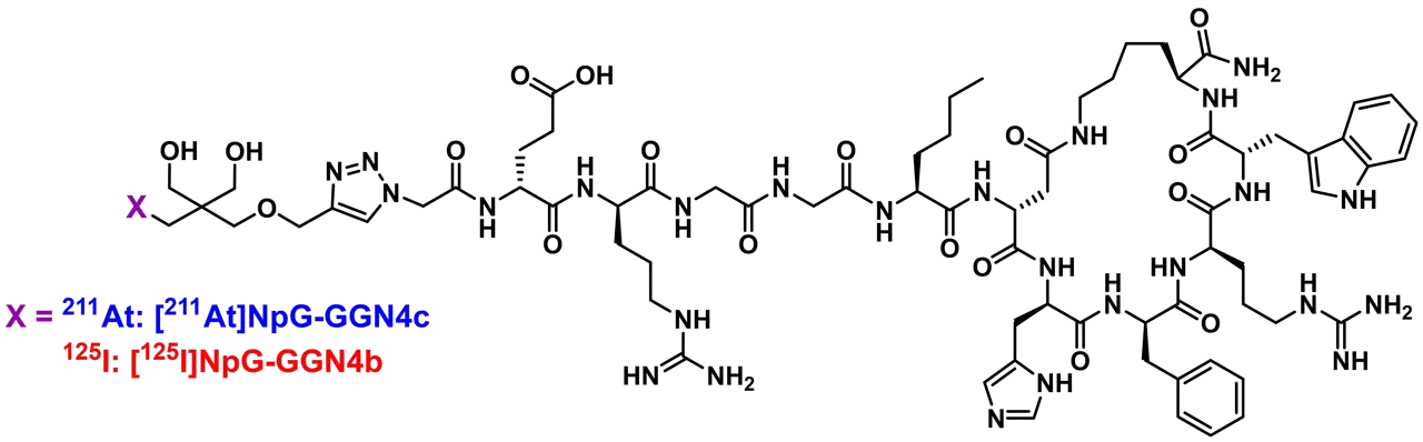 図1. 本研究で開発した悪性黒色腫標的211At/125I標識ペプチド薬剤（[211At]NpG-GGN 4c/[125I]NpG-GGN4b）の構造