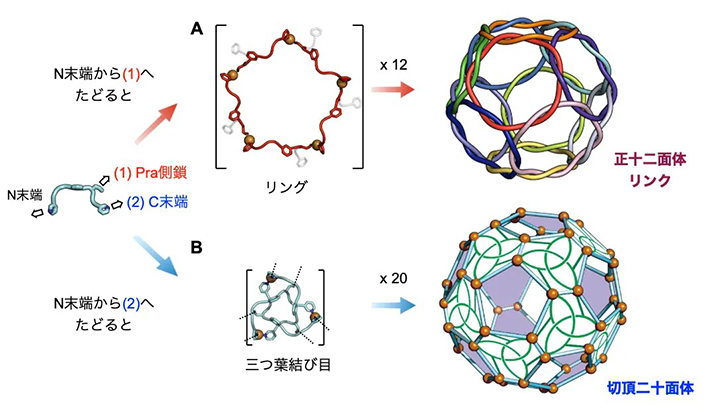 図4. M<sub>60</sub>L<sub>60</sub>の二種類の幾何学的特徴（A：正十二面体リンク、B：切頂二十面体）