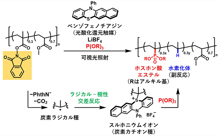 図2. 光酸化還元触媒を用いたラジカル－極性交差反応による高分子へのホスホン酸エステルの導入（本研究）