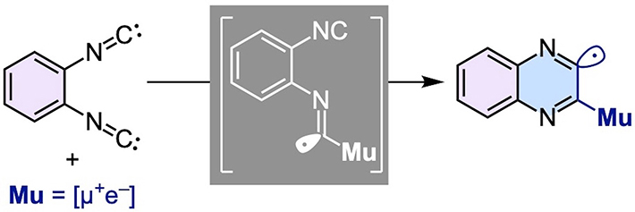 図1. 1,2-ジイソシアノベンゼン（左）にミュオニウムが付加して生成するイミドイルラジカル（中央）は速やかに環を形成してキノキサリニルラジカル（右）に変化する。