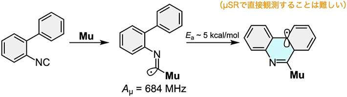 >図2. 2-イソシアノ-1,1’-ビフェニル（左）のミュオニウム付加によって生成するイミドイルラジカル（中央）は環化体（右）に変化する。