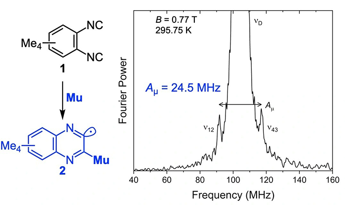 図3. 化合物<strong>1</strong>のTF-&micro;SRスペクトル（0.37 mol/L THF溶液）。&nu;<sub>D</sub>はミュオンの反磁性シグナルで、その両サイドにキノキサリニルラジカル<strong>2</strong>による常磁性シグナルが観測されている。