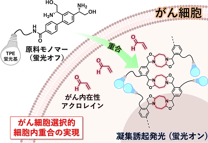 アクロレイン代謝物を利用した細胞内ポリマー化技術の概念図