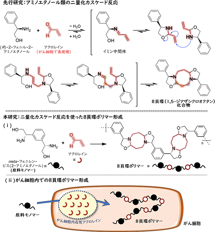 図1. 二量化カスケード反応による8員環ポリマー合成