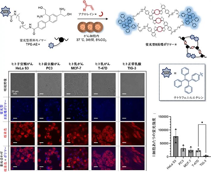 図3. 蛍光型原料モノマー（TPE-AE）を用いたがん細胞内8員環ポリマー形成