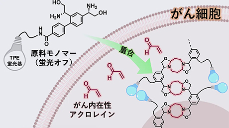 がん細胞内の「現地」で光るポリマーを化学合成