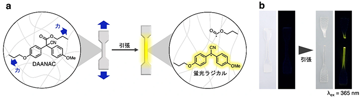 図3.（a）高分子フィルム中のDAANAC の活性化（b）引張前後のフィルムの写真