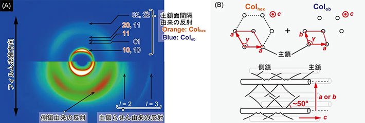 図2. （A）30℃における<i>st</i>-PMECMの二次元X線散乱像、および（B）X線散乱像の解析により明らかになった<i>st</i>-PMECMの高次構造（上：主鎖同士の位置関係、下：主鎖と側鎖の位置関係）。