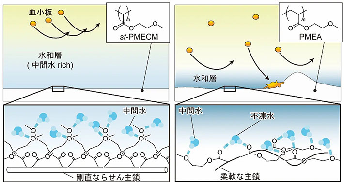 図3. <i>st</i>-PMECMおよびPMEAの高次構造、水和構造と抗血栓性の関係性の模式図。