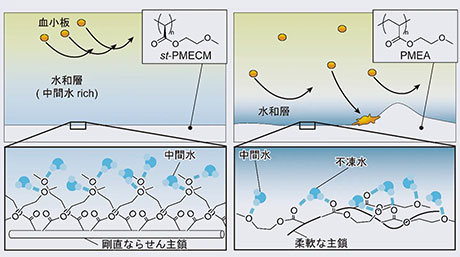 高次構造の制御により優れた抗血栓性を発現する固体状ポリマーコーティング材料を開発