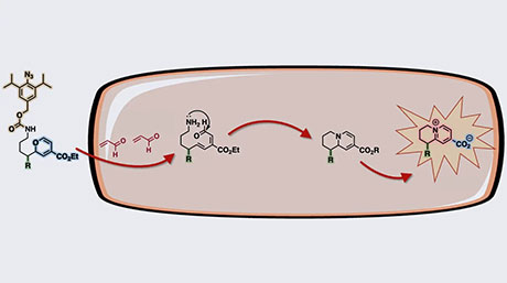 がんで天然物の活性構造をつくる