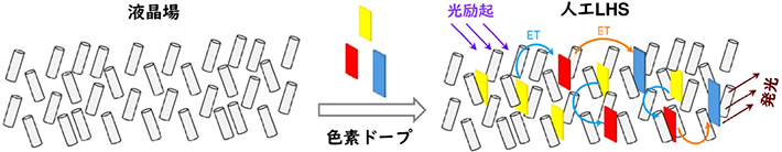 図1. 液晶場を用いた光捕集システムの概念図（色素分子が規則的に配列していると高い光捕集効率が得られる） ET：エネルギー移動