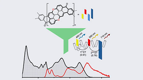 自然界に倣った高効率な人工光捕集システムの構築