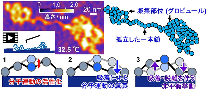 図. 本研究成果の概要図。固体表面の高分子鎖の分子運動を実空間で可視化し、新たな分子描像を見出した。
