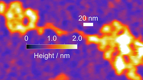 うねる高分子鎖を初めて可視化～高分子セグメントの熱揺らぎを捉えた