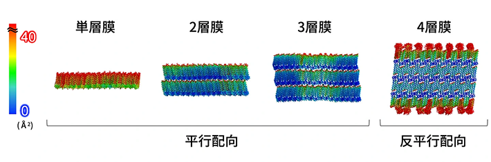 図2. (a) 三脚型トリプチセン誘導体の分子構造と(b) これらの分子が形成する"2次元の入れ子六方充填+1次元積層"の高秩序薄膜の模式図