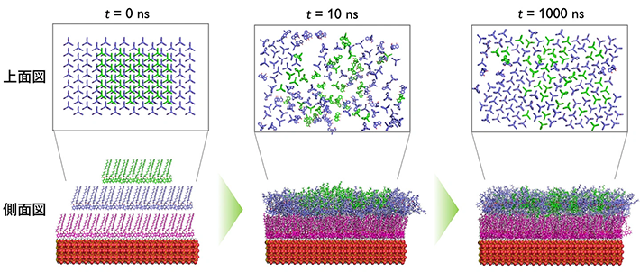 図4. SiO<sub>2</sub>基板上のTrip2の段差状三層構造から平坦な二層構造への構造転移の様子。