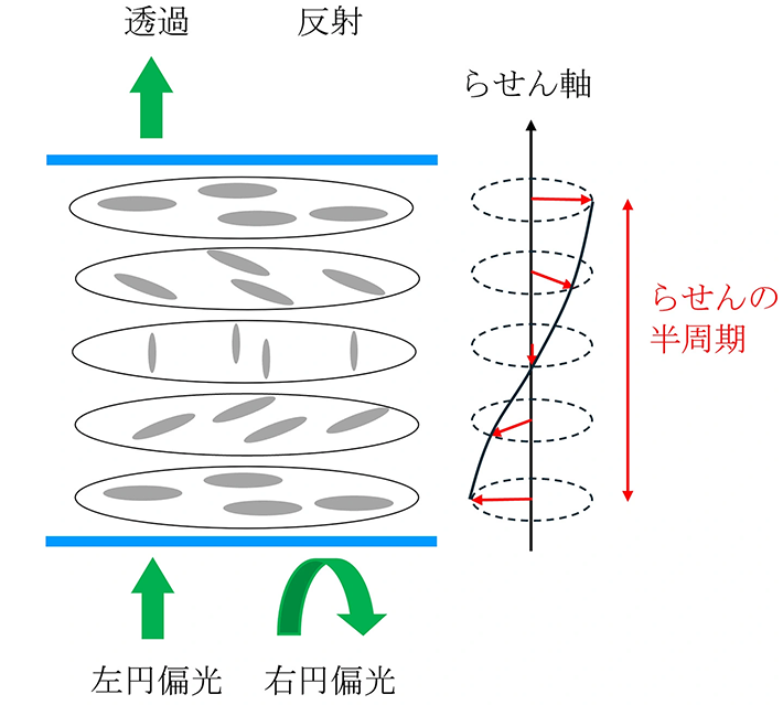 図2. コレステリック液晶のらせん構造