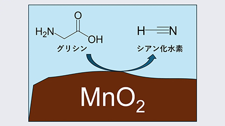 アミノ酸からシアン化水素を生成