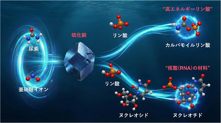 図1. 尿素とリン酸からの高エネルギーリン酸生成の模式図<br />
尿素、リン酸、亜硝酸イオンを含む中性付近の水溶液に硫化銅を加え、酸素を含まない雰囲気下、常温で撹拌操作を行った。その結果、硫化銅存在下でのみ高エネルギーリン酸を検出した。また、核酸前駆体であるヌクレオシドを添加した条件では、そのリン酸化反応が促されることも確認した。すなわち、常温の水中での核酸(RNA)の材料が生成することを示した。