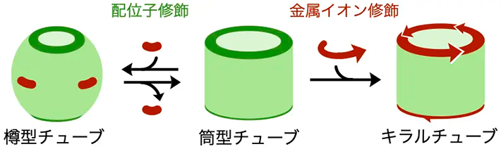 図1. 超分子チューブの作製後修飾：筒型チューブの配位子修飾による樽型チューブ（左）と金属イオン修飾によるキラルチューブ（右）の作製（修飾箇所を赤で示す）