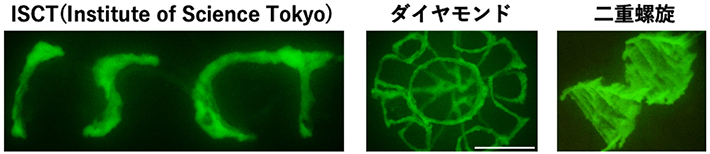 図1. 緑色蛍光タンパク質（GFP）発現大腸菌液により液体の中に描画した様々な3次元構造の蛍光観察画像