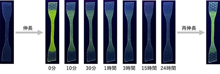 図3. 一度引っ張って蛍光を示した後、蛍光が消失したフィルムを再び引っ張ることで、蛍光が再度現れる様子を示す蛍光写真。