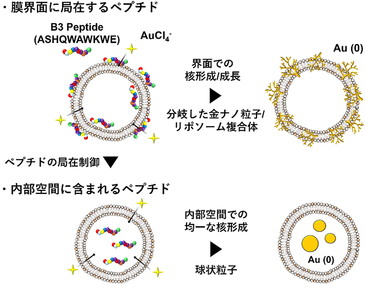 図1. ミネラリゼーションペプチドの局在に基づいたリポソーム内金ナノ粒子合成制御の概要