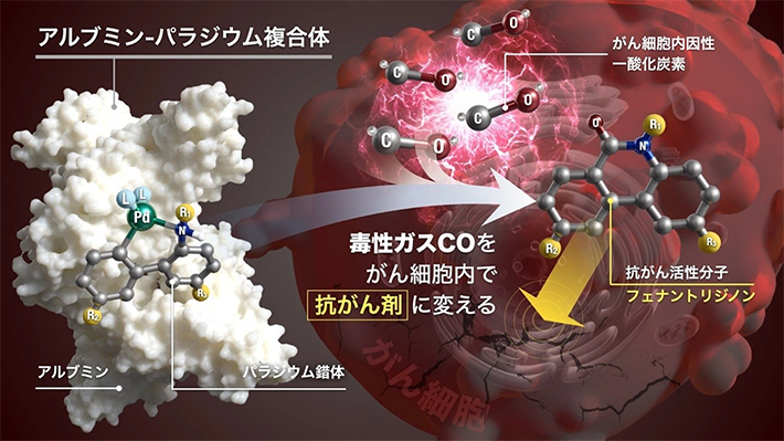 がん細胞中の一酸化炭素(CO)を原料とした抗がん剤合成の概要図