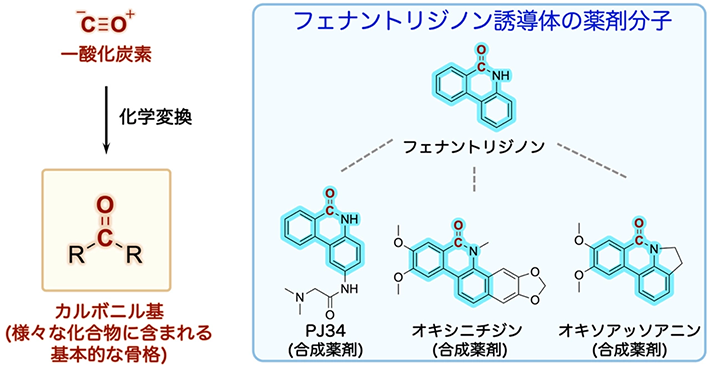 図1. カルボニル基を持つ薬剤分子フェナントリジノン誘導体