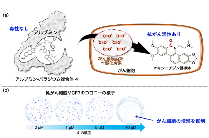 図4. がん細胞内での抗がん活性分子の合成と抗がん活性評価