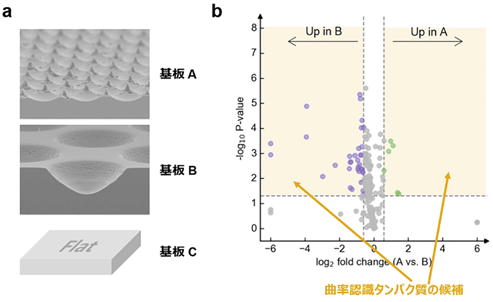 図3. 3種類の基板（基板 A、B、C）を用いた曲率認識タンパク質の候補を選定